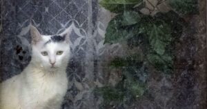 Прогноз погоди в Україні на 17 квітня: дощі та похолодання насуваються