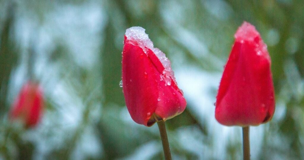 До України йдуть заморозки – коли і в яких областях сильно похолодає — Укрaїнa До України йдуть заморозки – коли і в яких областях сильно похолодає — Укрaїнa