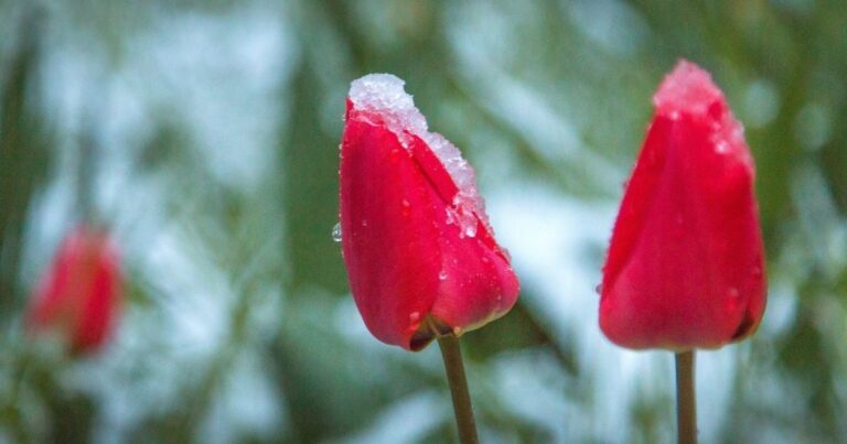 Заморозки в Україні 14 квітня: загроза для майбутнього врожаю