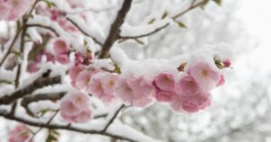 НОВА ХВИЛЯ ХОЛОДУ ТА ЗАМОРОЗКІВ: УКРАЇНУ НАКРИЄ НЕБЕЗПЕЧНИЙ УДАР СТИХІЇ! ПОПЕРЕДЖЕННЯ СИНОПТИКІВ!