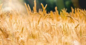 Україна попередила Ізраїль про дипломатичну кризу через вкрадене зерно — журналіст Axios