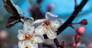 Київ на межі стихії: прогноз погоди на 23 квітня – штормовий вітер, дощі та заморозки!