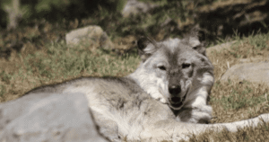 НЕБЕЗПЕКА В ЗООПАРКУ: БАТЬКИ ЗАГУБИЛИ ДИТИНУ ЧЕРЕЗ СМАРТФОНИ, МАЛЮК ПОТРАПИВ ДО ПАЩІ ВОЛКА