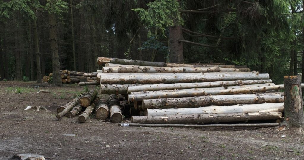 Спиляли просто з гніздом: у Тернополі через вирубку ледь не знищили рідкісних кажанів (фото)