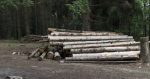 SOS для Кажанів: Бездушна Вирубка Дерев у Тернополі Ледь Не Знищила Червонокнижних Беззахисних Тварин!