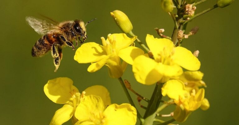 Підземне місто мільйонів бджіл: приголомшливе відкриття під ногами!