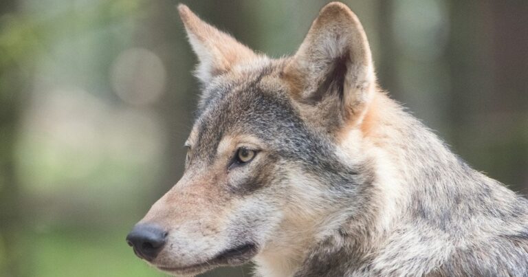 Штучний інтелект та реальні терміни: Як один фейк про вовка ледь не коштував південнокорейцю 5 років ув’язнення!