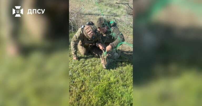 ЛЮДСЬКІСТЬ НА ФОНІ ВІЙНИ: УКРАЇНСЬКІ ПРИКОРДОННИКИ ВРЯТУВАЛИ КОСУЛЮ З АНТИДРОНОВОЇ ПАСТКИ