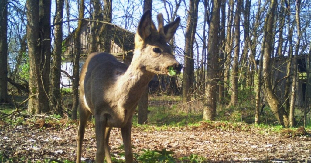 Серед покинутих осель Чорнобильської зони з’явилася сарна — що відомо (фото)
