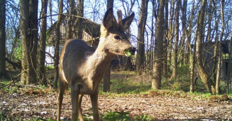 Сарна серед покинутих осель Чорнобильської зони: природа повертає своє
