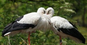 Лелеки Грицик і Одарка: Наслідки боротьби за гніздо та радісна новина