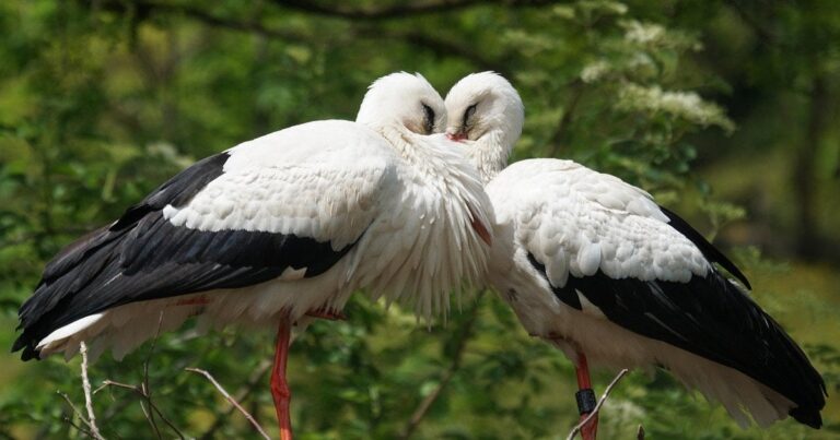 Лелеки Грицик і Одарка: Наслідки боротьби за гніздо та радісна новина