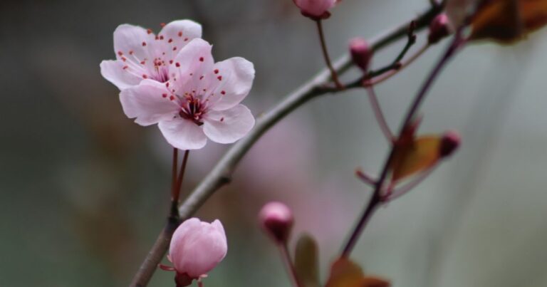 Заморозки Відступають: Теплий Травень Прийде в Україну – Прогноз Погоди та Температура по Областях