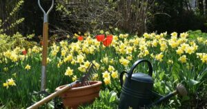 Місячний посівний календар на травень 2026 року: коли сіяти овочі, щоб отримати багатий урожай