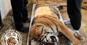 Тигриця в небезпеці: людська недбалість призвела до інвалідності молодої тварини