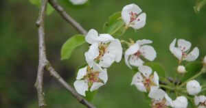 Україну скують нові заморозки: синоптик назвав точну дату ще однієї хвилі похолодання