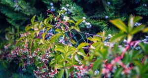 Садівники назвали шість швидкорослих квітучих ліан, які ідеально закривають паркани