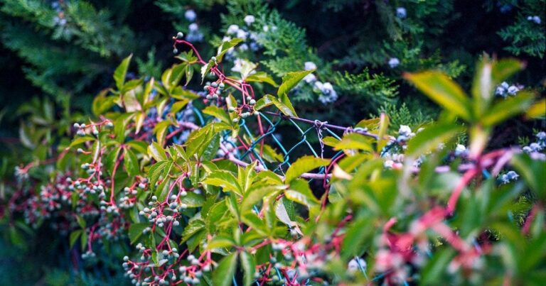 Швидкорослі квітучі ліани: 6 ідеальних варіантів для вашого паркану