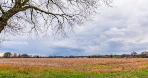 Погода в Україні 15 квітня: сонячно, але з нічними заморозками та сильним вітром