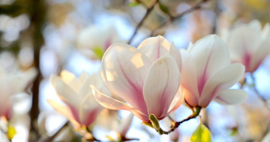 Погода у Києві та області 16 квітня: синоптики прогнозують потепління до +19 градусів та дощі — Укрaїнa