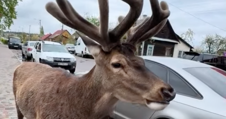 Справедливість для Бориса: Водійку, що збила оленя та втекла, позбавили прав на рік!