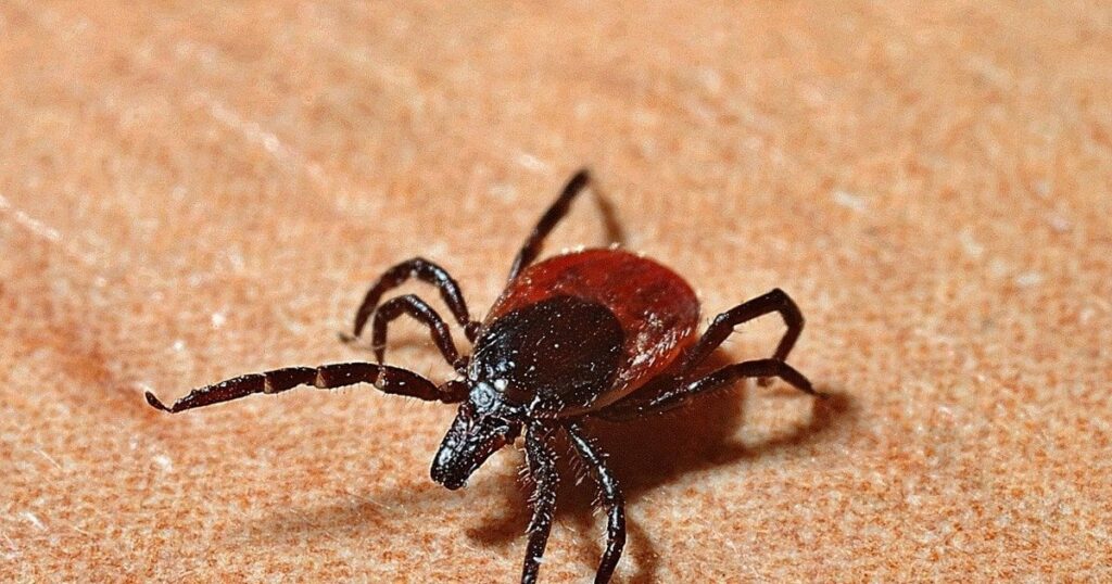 Київ атакує небезпечна хвороба: які симптоми та як вберегтися