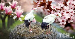 Гніздо, що зачарувало всю Україну: народження нового життя у родині Грицика та Одарки!