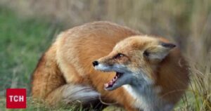 В Україні зростає ризик зараження сказом через війну та неконтрольоване розмноження диких тварин