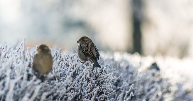 Київщину вкриють Крижані “Цілунки”: Синоптики Оголосили Помаранчевий Рівень Небезпеки!