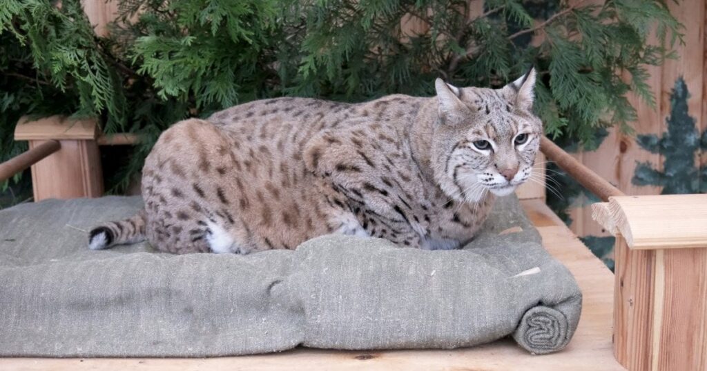 Минуле Степана було важким: історія зіркової рисі з Київського зоопарку