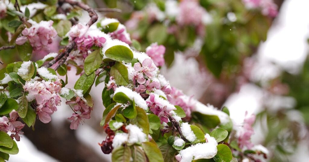 До України йдуть нові заморозки – коли чекати на сильне похолодання і у яких областях — Укрaїнa