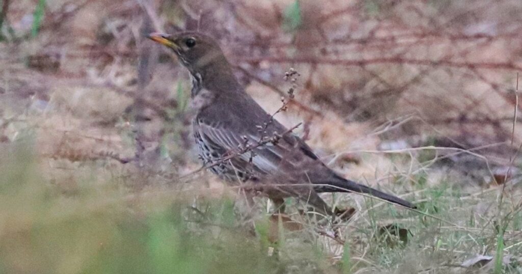 Рідкісний птах у Чорнобильській зоні: на Київщині вперше за 50 років помітили дрозда гірського Рідкісний птах у Чорнобильській зоні: на Київщині вперше за 50 років помітили дрозда гірського