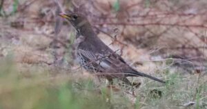 Рідкісний птах у Чорнобильській зоні: на Київщині вперше за 50 років помітили дрозда гірського