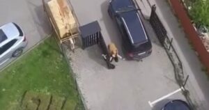 ДТП у Львові: Авто ТЦК збило жінку, яка намагалася зупинити виїзд з подвір’я – подробиці резонансного інциденту