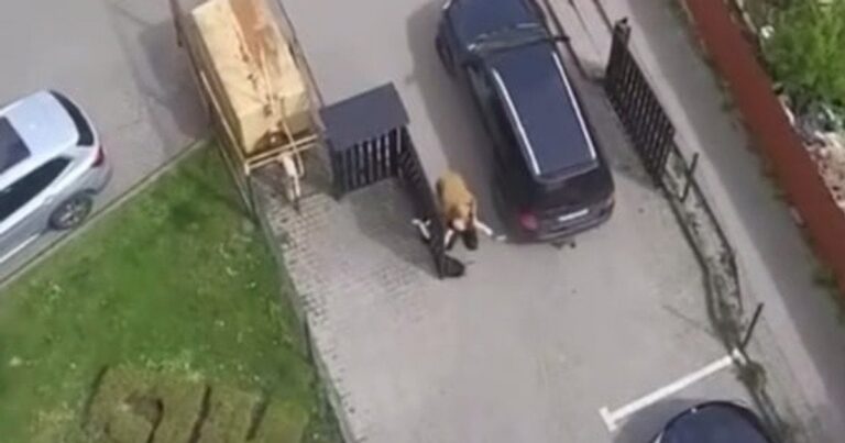 ДТП у Львові: Авто ТЦК збило жінку, яка намагалася зупинити виїзд з подвір’я – подробиці резонансного інциденту