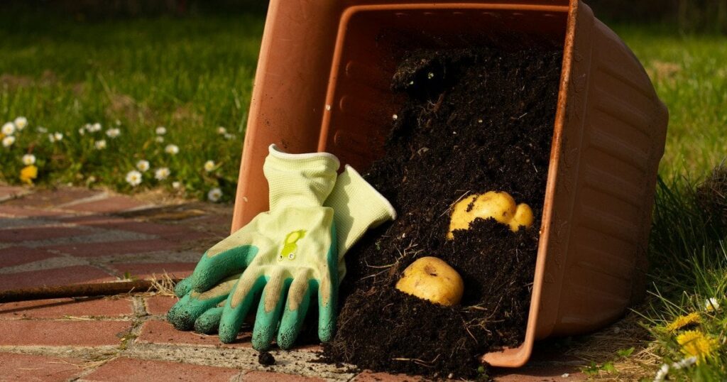 "Ледачий" спосіб висаджування картоплі граблями без оранки: як отримати високий урожай без перекопування землі "Ледачий" спосіб висаджування картоплі граблями без оранки: як отримати високий урожай без перекопування землі