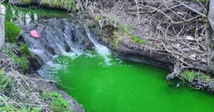 Зелена загадка Львова: Чим здивувала річка Зубра і що кажуть екологи?