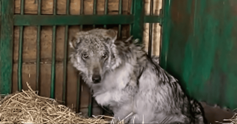 Байк: Історія Вовка, Який Пережив Жахи Війни та Знайшов Надію на Одужання