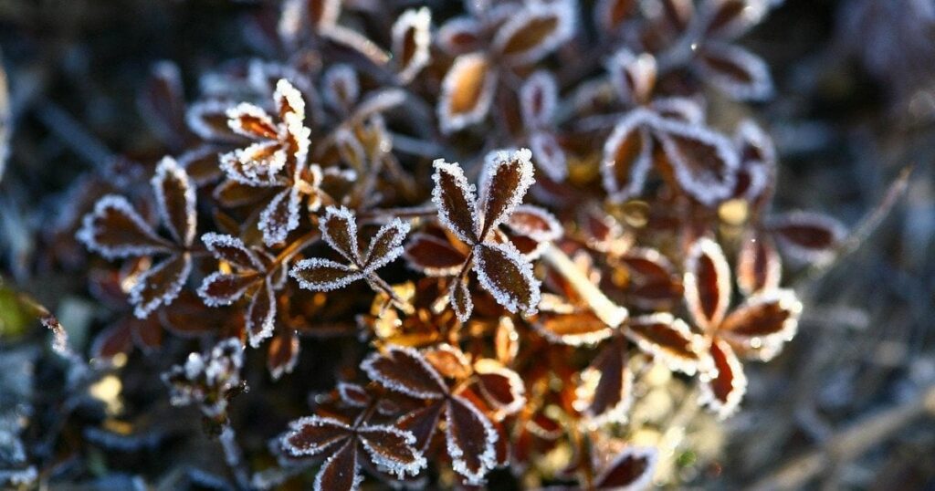 До України сунуть ще сильніші заморозки та похолодання: синоптики попередили, де вдарить негода
