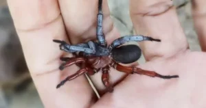 Павук заліз у вухо жінки та дістався майже до барабанної перетинки — Укрaїнa