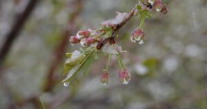 Небезпечне похолодання та сніг накривають Україну: синоптики попереджають про різке зниження температури