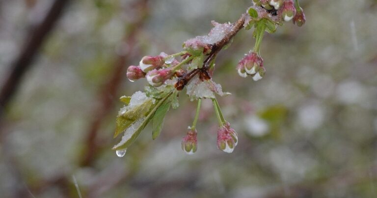 Небезпечне похолодання та сніг накривають Україну: синоптики попереджають про різке зниження температури