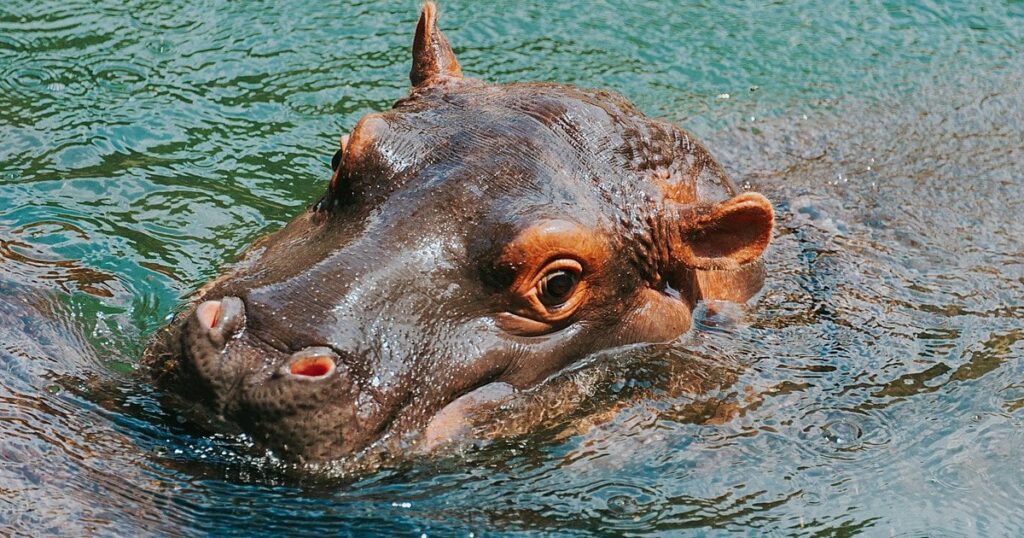 Колумбія дозволила відстріл "кокаїнових бегемотів" Пабло Ескобара: які причини