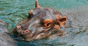 Колумбія дозволила відстріл "кокаїнових бегемотів" Пабло Ескобара: які причини