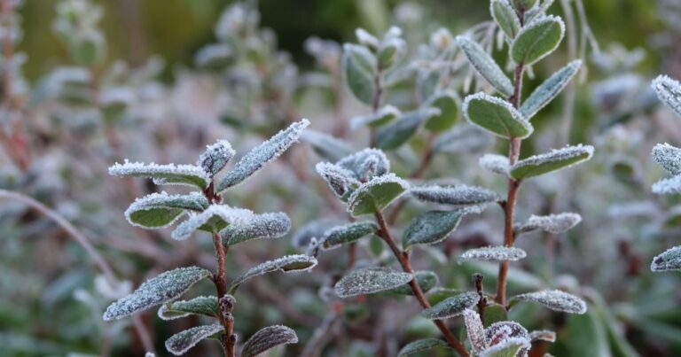 Заморозки перед Великоднем: коли чекати потепління в Україні
