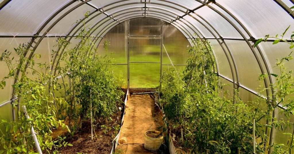 Які рослини можна сіяти в парник у квітні для раннього врожаю — Різне