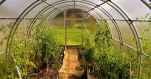 Які рослини можна сіяти в парник у квітні для раннього врожаю — Різне