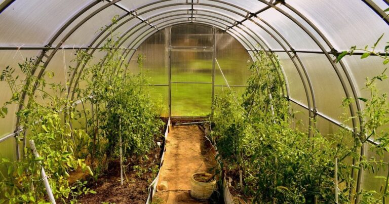 Парник у Квітні: Ваш Шлях до Раннього та Щедрою Врожаю!