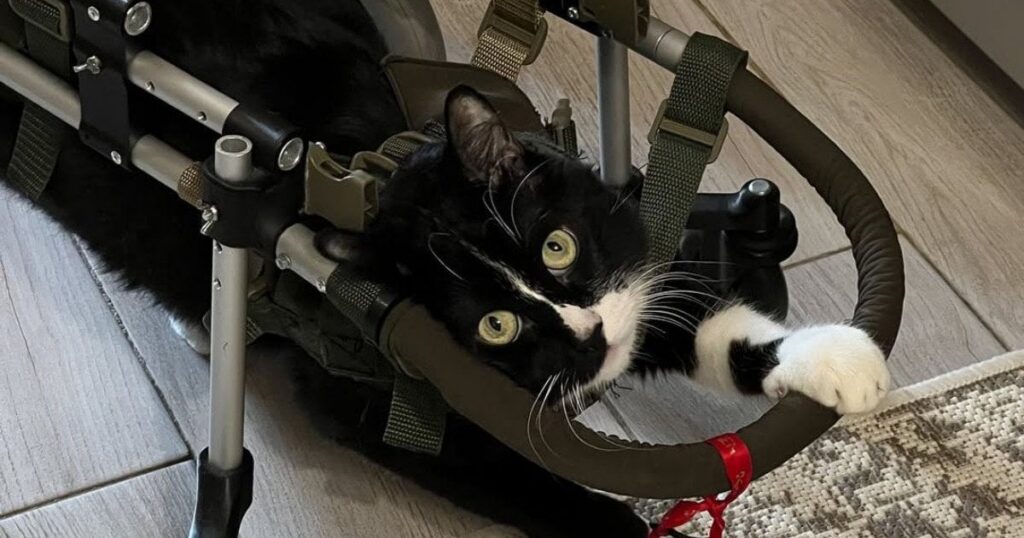 Кіт з інвалідністю став зіркою соцмереж: історія Ізюмчика з Одещини