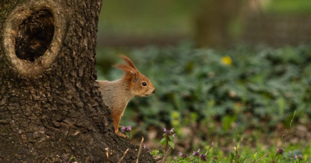 Погода в Україні — синоптики попереджають про заморозки до -5 та мокрий сніг — Укрaїнa